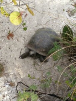 Gopher tortoise waiting outside of its burrow. (Photo Credit: Shantelle Friesen)
