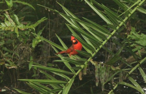 Male Norther cardinal (Photo Credit: Shantelle Friesen)