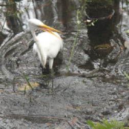 Great egret without a fish after a failed attempt. (Photo Credit: Shantelle Friesen)