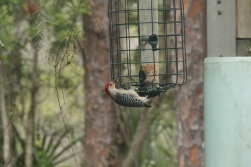 Red-bellied woodpecker (Photo Credit: Shantelle Friesen)