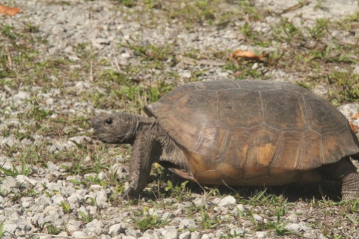 Gopher tortoise crossing the road. (Photo Credit: Shantelle Friesen)